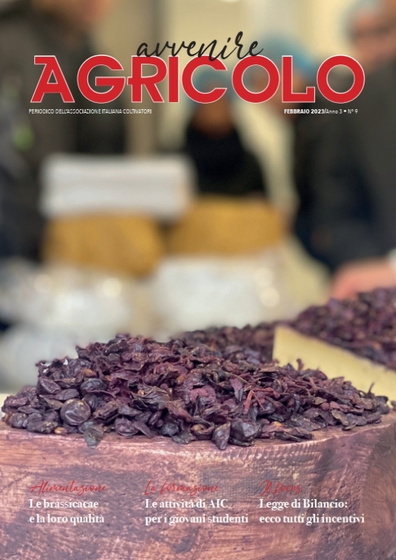 formaggio, erbe, mercato, banco, prodotti tipici